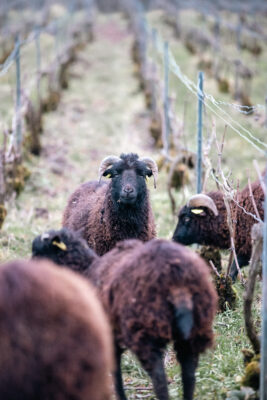 Des moutons dans nos vignes : une démarche naturelle et engagée 🐑🌿